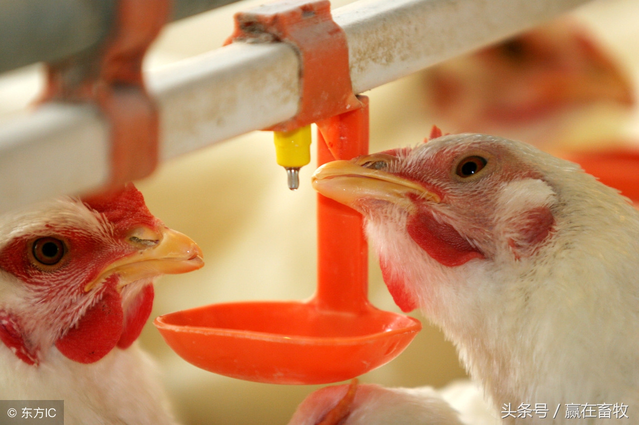 真是绝了，几块钱解决鸡场“鸡炸群”问题！