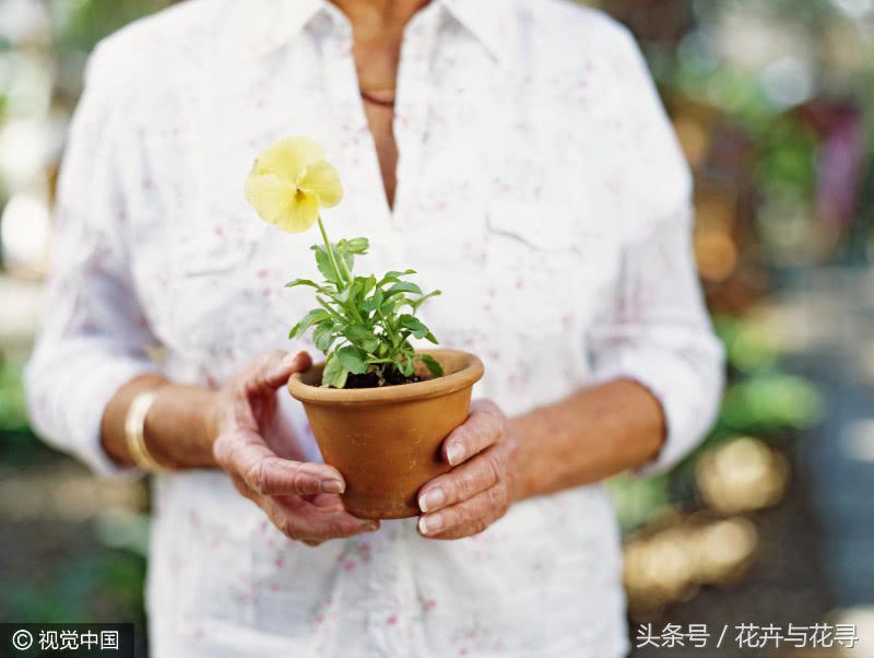 通风的环境对月季有什么好处,家里养花怎么才能做到通风好