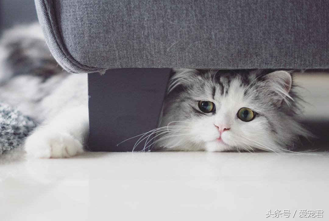 天气炎热猫咪能生存吗,夏季猫咪暴晒可以吗