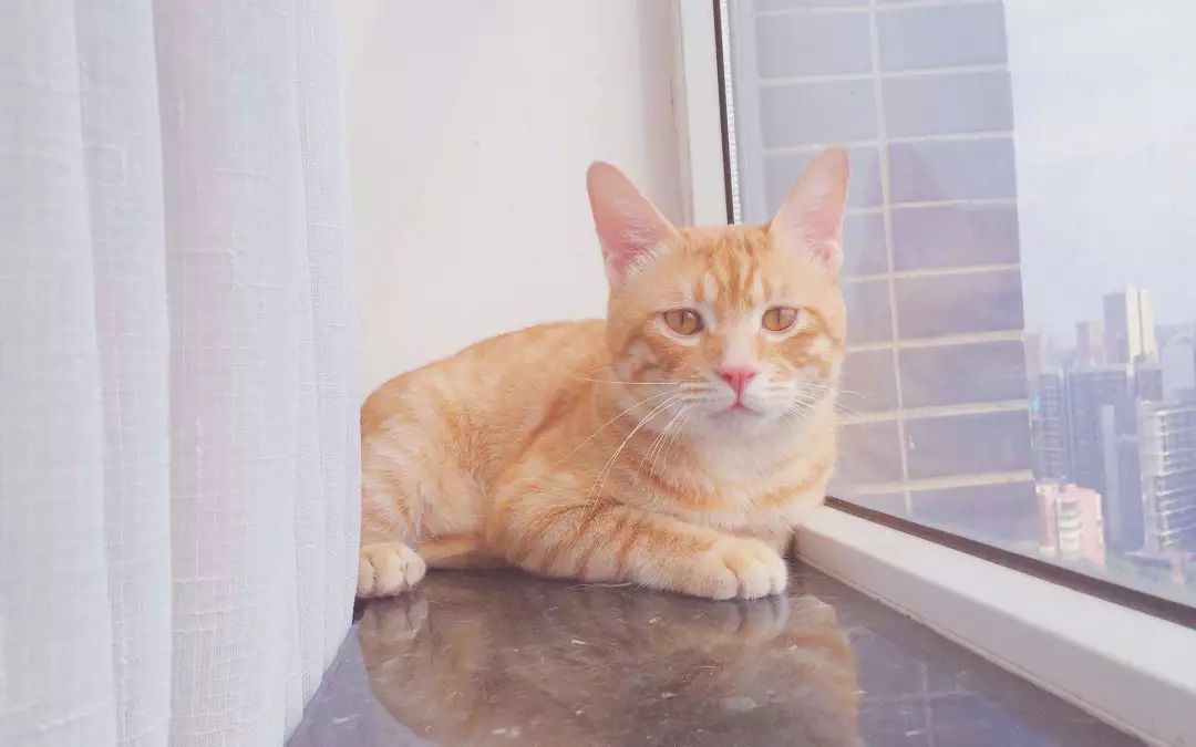 猫怎么看公母,猫咪健康百科