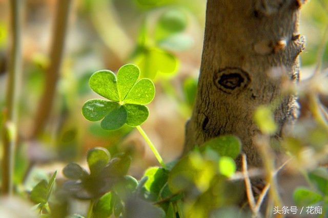 花盆里长很多三叶草怎么消灭,花盆三叶草