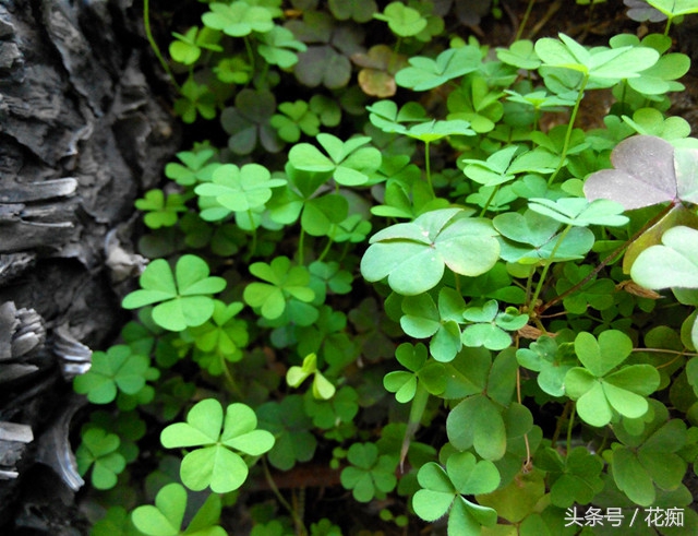 三叶草铺面效果,三叶草的副作用是什么