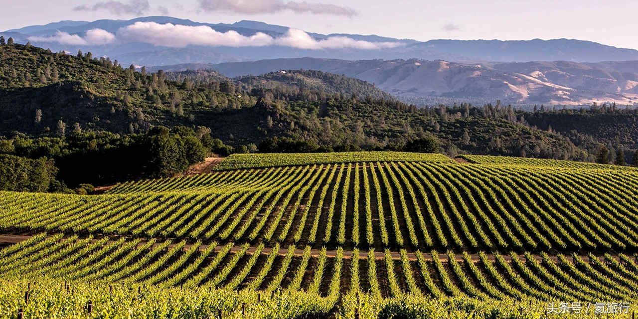 畅游加州：12个酒乡目的地，爱酒的你一定可以找到最适合你的酒乡