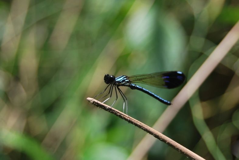 描写蜻蜓飞舞的优美诗句,描写蝴蝶蜻蜓飞舞的夏日诗句