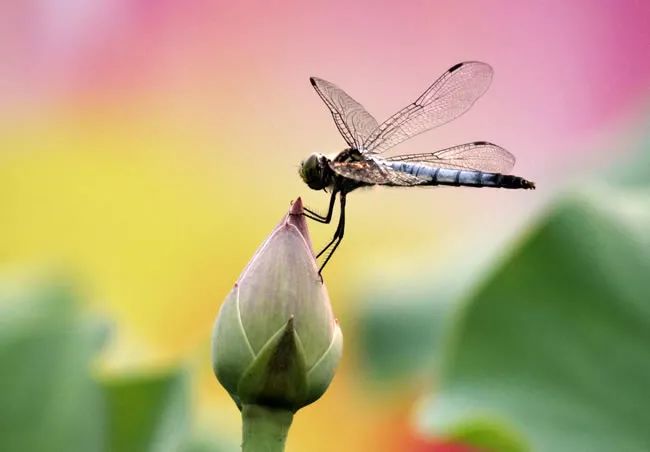 描写蜻蜓飞舞的优美诗句,描写蝴蝶蜻蜓飞舞的夏日诗句