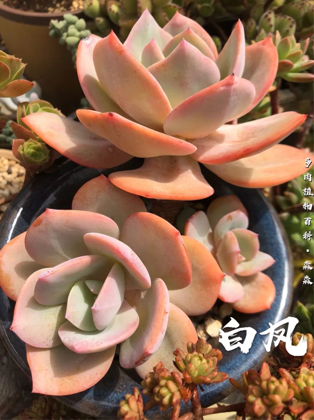 养多肉的佛系小生：愿做菩萨那朵莲！