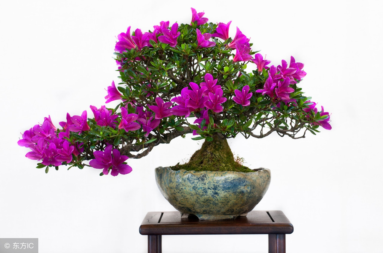 绝美优雅的盆景欣赏（太漂亮了，快分享给朋友吧！）