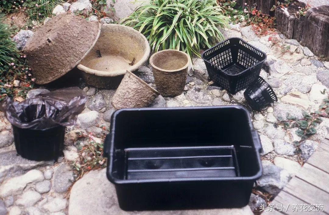 水缸里的睡莲开花了怎么办,最好的睡莲养在水缸里的技巧