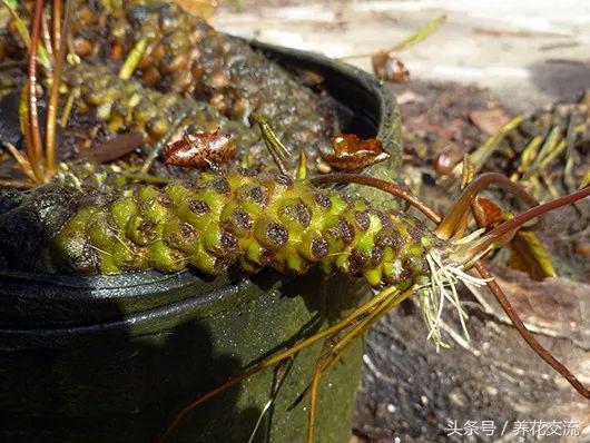 睡莲怎么养更容易开花,睡莲到底怎么养才能开花