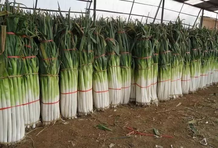 别小看葱姜蒜，这三个区域公用品牌不仅热销国内市场，还被卖到全世界！