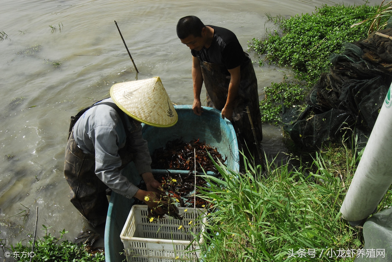 小龙虾养殖技术全套视频,小龙虾养殖技术第一步