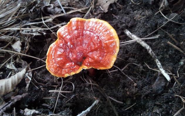 周公解梦梦到自己穷困潦倒,周公解梦梦到什么预示升官