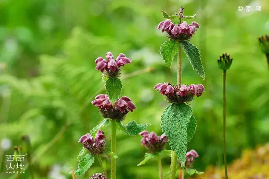 那些名字带有“假”字、“拟”字的生物