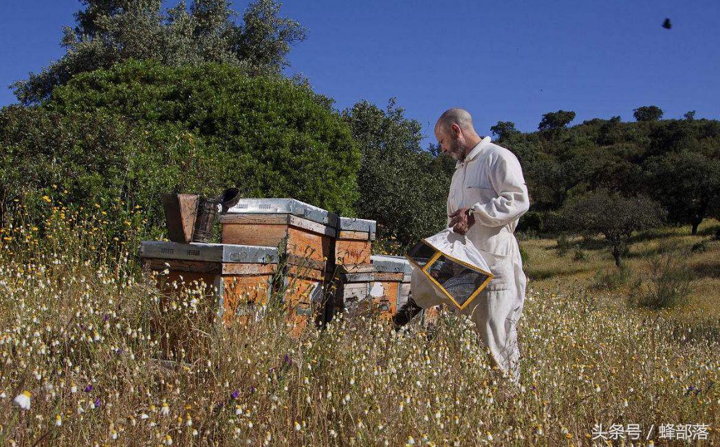 蜜蜂养殖如何让蜜蜂自己进蜂箱,蜜蜂养殖学会这些养蜂技巧