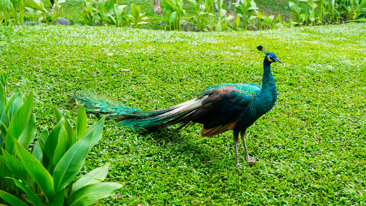 去巴厘岛跟团好不好,巴厘岛跟团游最佳攻略