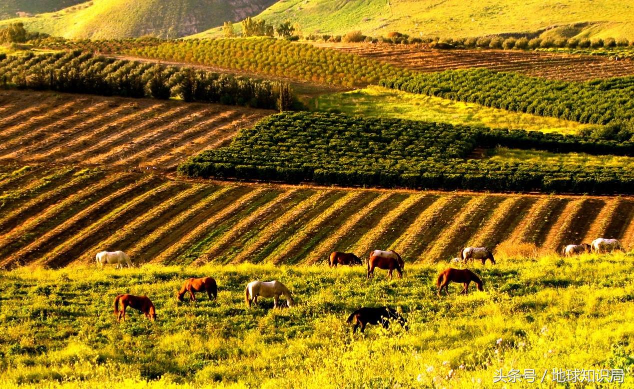 以色列为什么欺负巴勒斯坦,以色列为什么欺负叙利亚