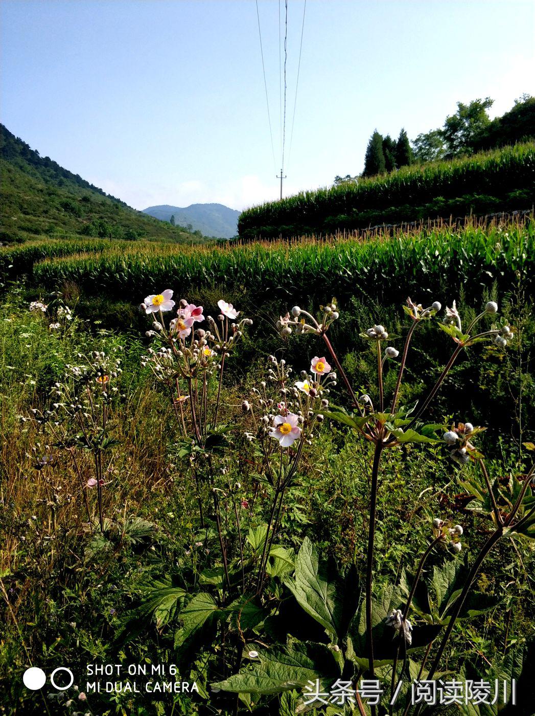 小乡村的夏天安静又惬意,陵川夏天生活