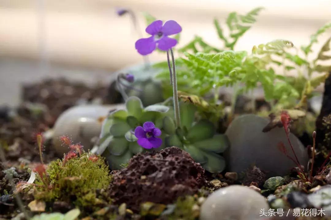 多肉叶片有霉灰怎么办,多肉植物发霉