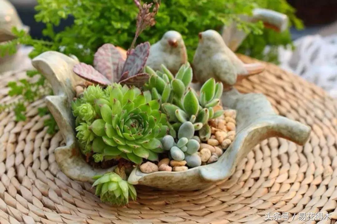 多肉叶片有霉灰怎么办,多肉植物发霉