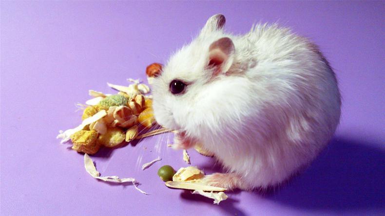 仓鼠的磨牙用什么最好,仓鼠磨牙的正确方法