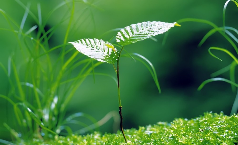 植物幼苗长歪了怎么矫正,小苗长着长着就歪了怎么回事