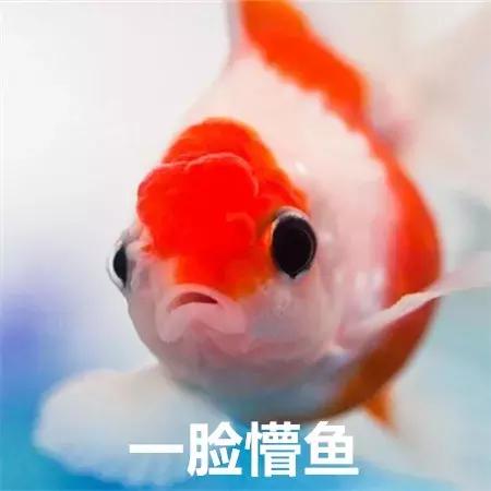 12星座最适合哪一样口红,12星座的转运口红