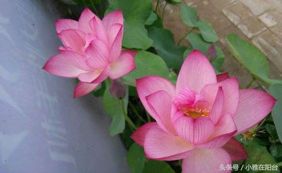 碗莲只长叶不开花，用一个妙招，花苞蹭蹭冒，开了一朵又一朵