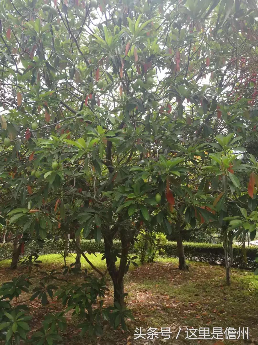 芒果有毒,芒果有毒的是什么品种