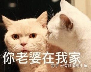 猫咪没有精神老是睡觉是怎么回事,猫咪睡觉咕咕咕的声音是怎么回事
