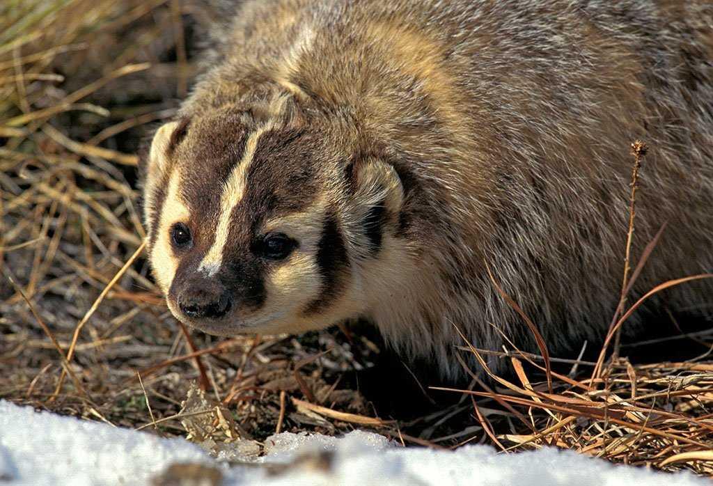 非洲平头哥勇猛无比，它的*亲近**在我国多达三种，一种是金刚狼原型