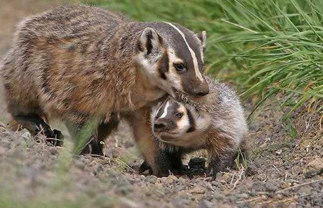 非洲蜜獾天不怕地不怕,我国这三种也不是吃素的,金刚狼原型是它