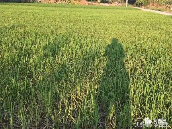 严重药害事件的处理办法,农作物遇到的药害怎么解除