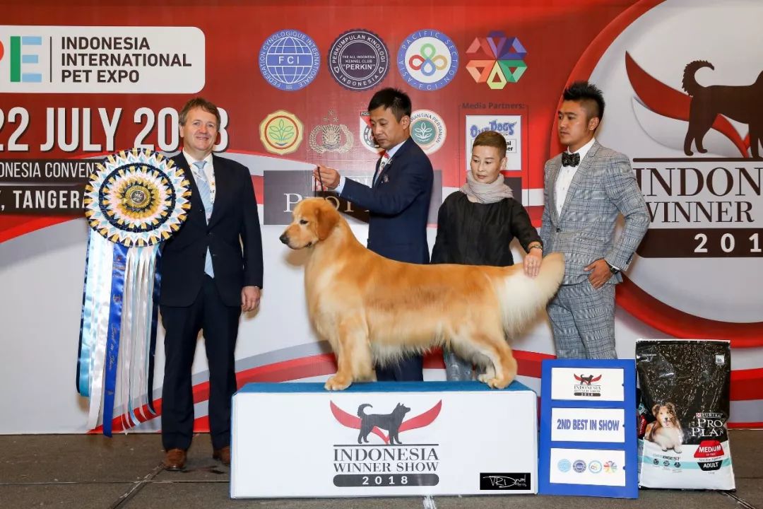 海润金毛比赛,中国海润金毛