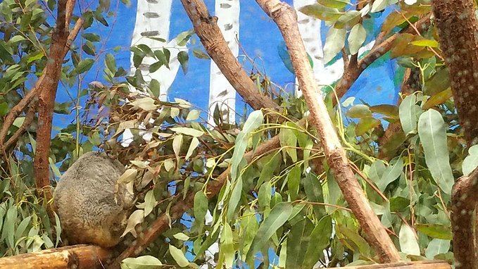 长隆广州野生动物园带娃游玩攻略,一大一小亲子游长隆野生动物园