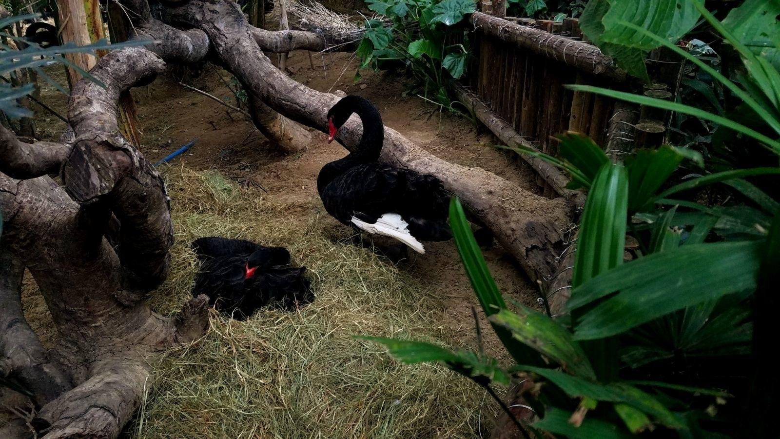 长隆广州野生动物园带娃游玩攻略,一大一小亲子游长隆野生动物园