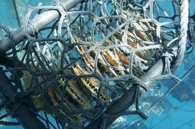 小火说翡翠,珍珠的基础问答