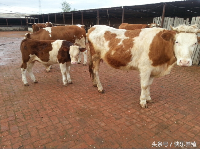 养奶牛遇到的问题,养母牛要怎么才养得好