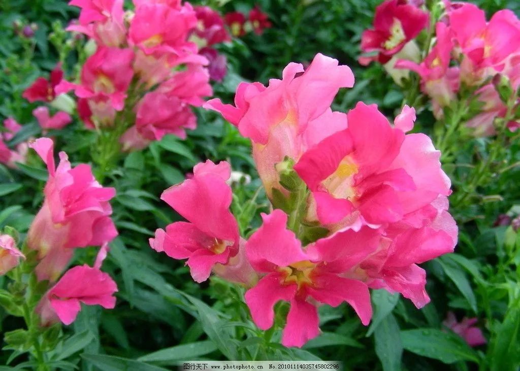 凤仙花室内养殖方法,凤仙花盆栽养殖方法视频