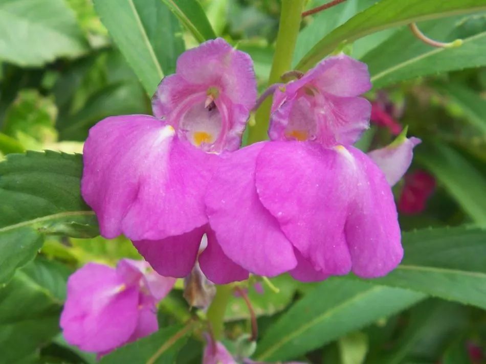 凤仙花室内养殖方法,凤仙花盆栽养殖方法视频