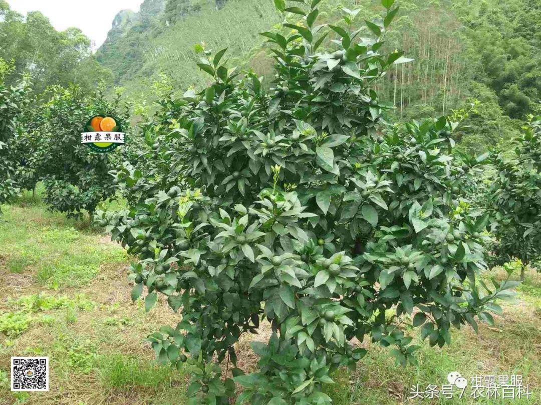 沃柑真假,真假沃柑