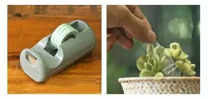 如何清理灰尘让多肉变成小清新……