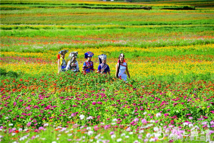 罗平七色花海,广东罗平七彩花田