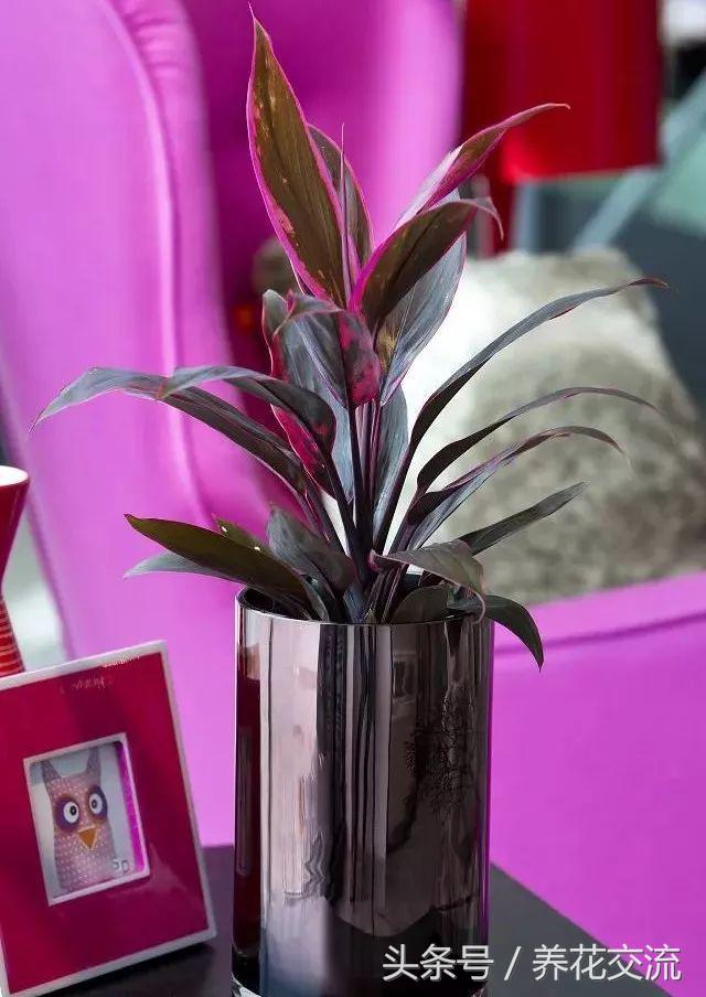 适合办公室桌上的盆栽植物图片,适合办公室桌面容易养的植物