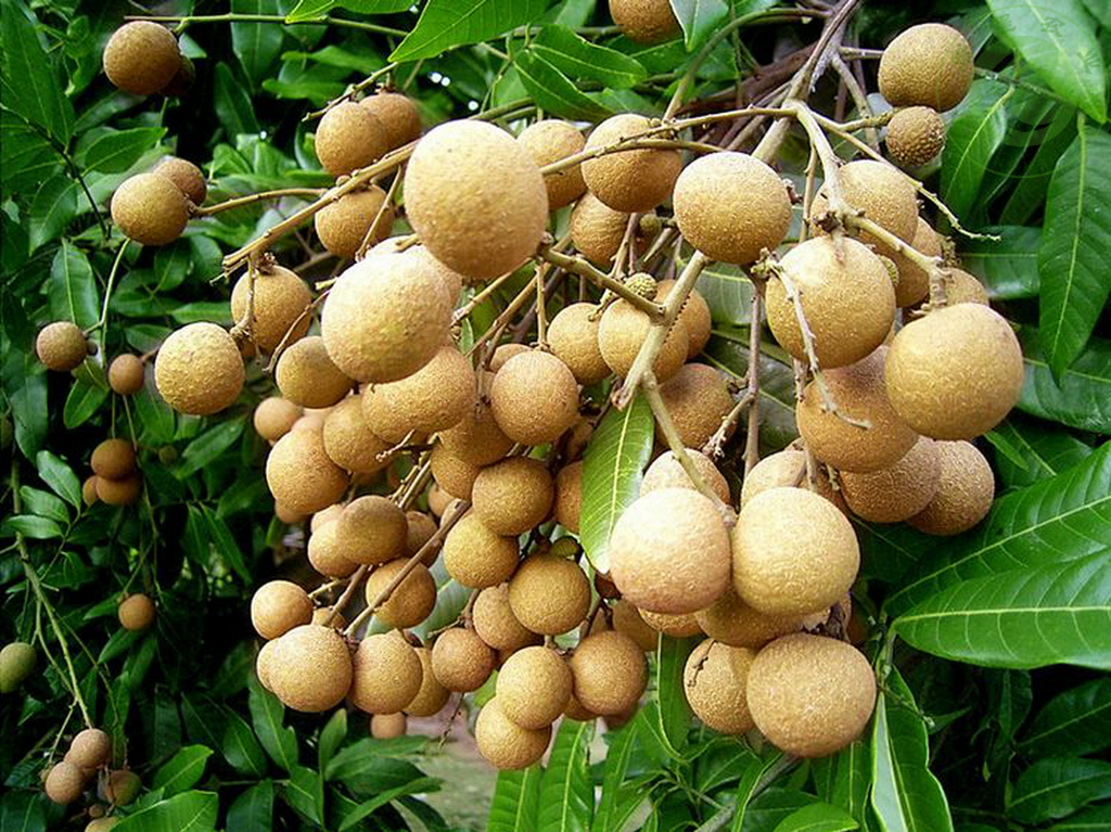 2018年广西荔枝滞销,广西龙眼滞销