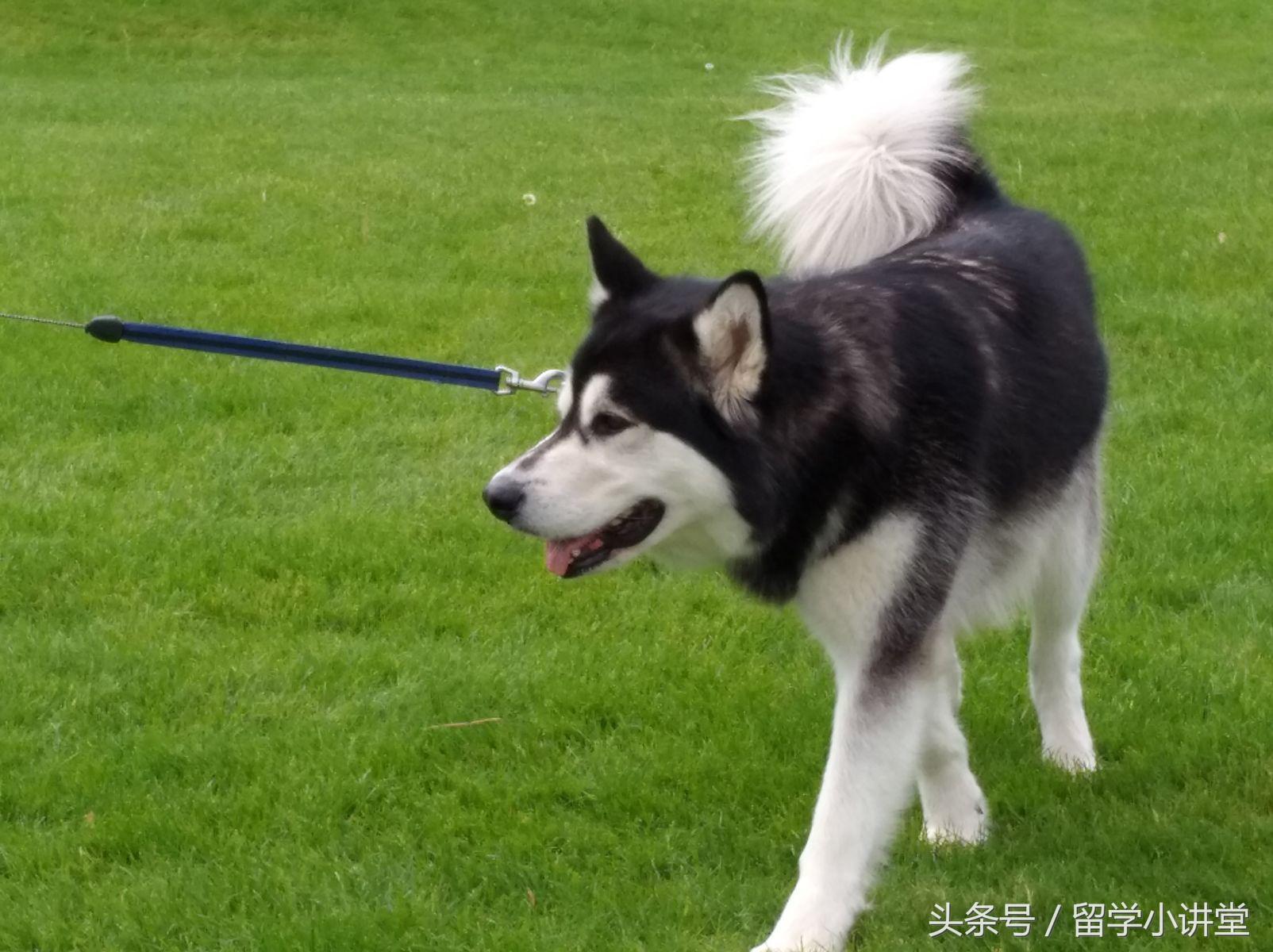 在加拿大长期生活是什么体验,在加拿大生活快乐吗