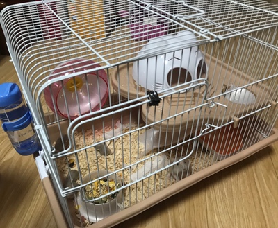 玻璃缸养仓鼠,第一次养仓鼠