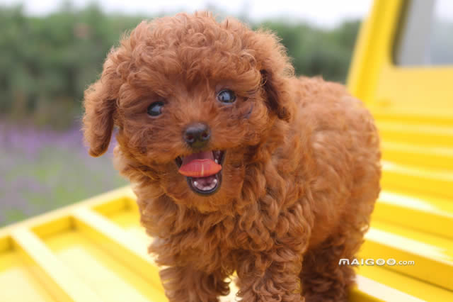 2023年最受欢迎的宠物狗排名,中国最受欢迎的十大宠物狗排行榜