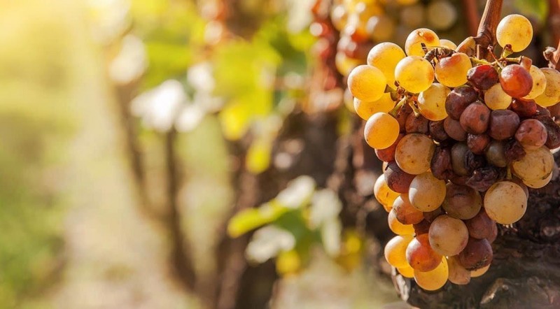 红酒莫吉斯,无醇干红和无醇起泡酒区别大吗