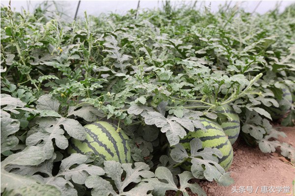 西瓜种植后不开果怎么办,嫁接西瓜苗定植后几天生长新根