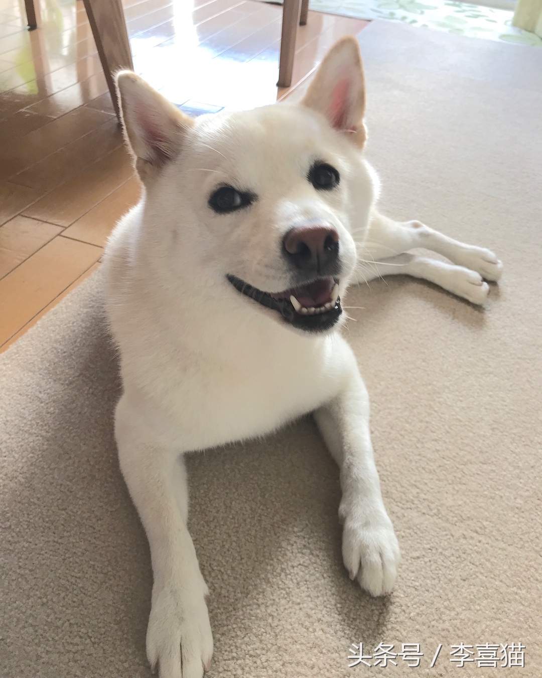 被狗狗咬伤一定要打蛋白么,被狗狗咬伤一定要打狂犬疫苗吗